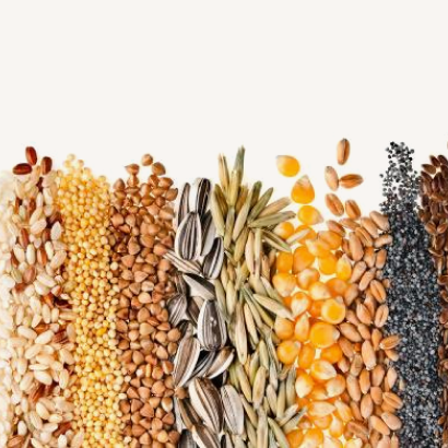 Зерновые и масличные культуры